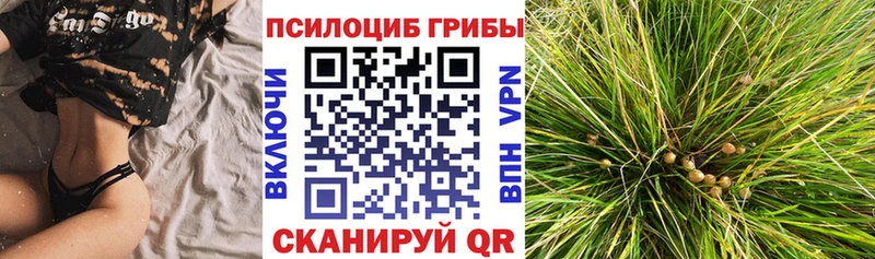 MEGA рабочий сайт  где купить наркоту  Новотитаровская  Псилоцибиновые грибы мицелий 